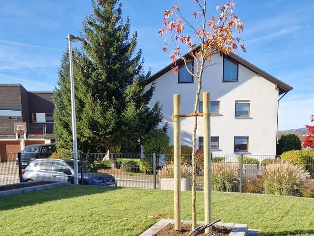 Hausbaum-Pflanzung im Vorgarten