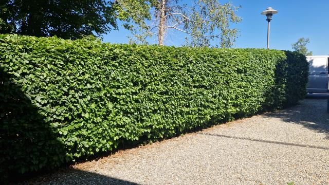 Frisch geschnittene Hecke